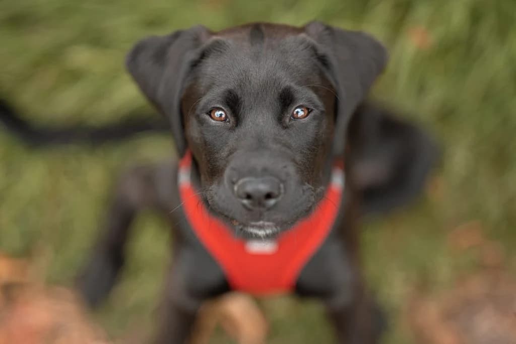 Therapiehund Juna - Ergotherapie Kim Kreuter