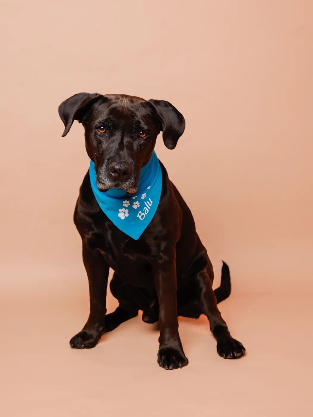 Therapiehund Balu - Ergotherapie Kim Kreuter