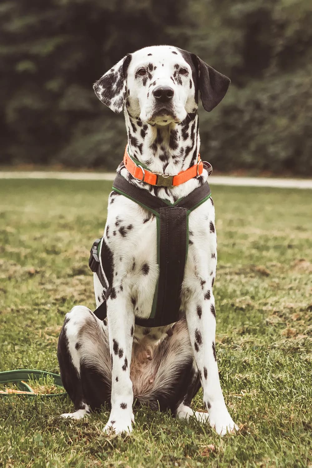 Therapiehund Enya - Ergotherapie Kim Kreuter