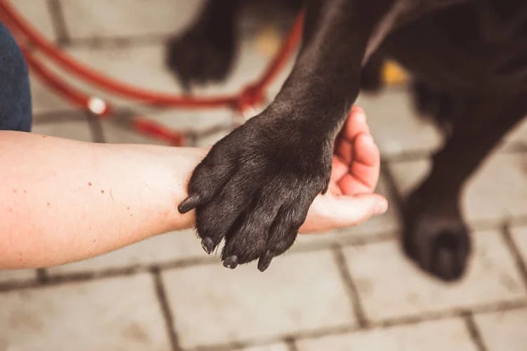 Hunde-Führerschein tiergestützte Ergotherapie Gelsenkirchen