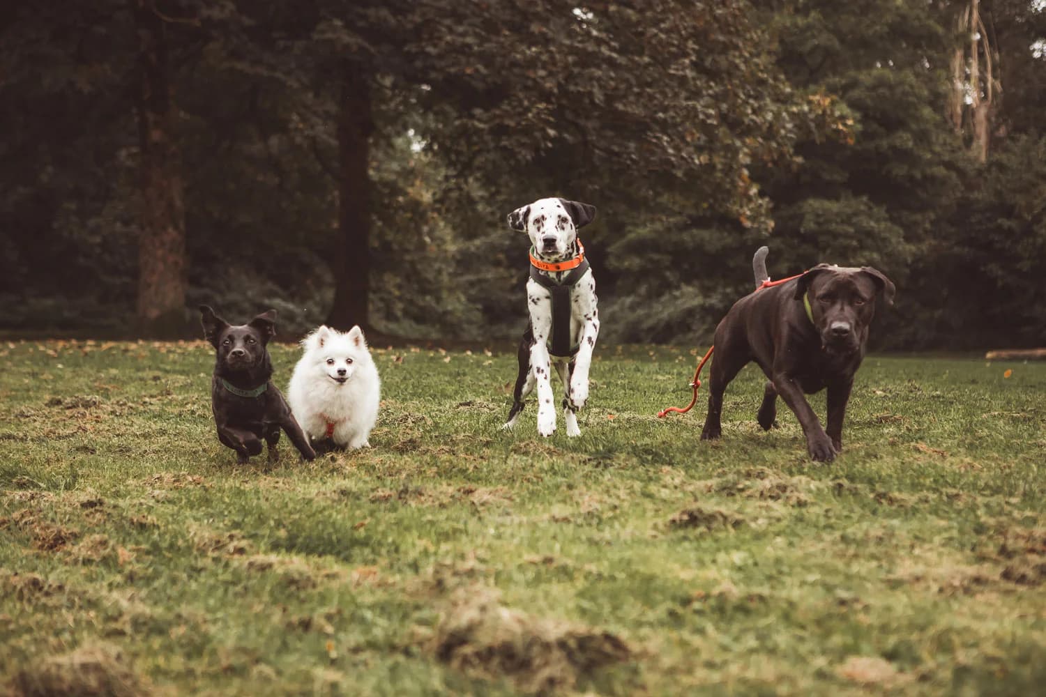 Tiergestützte Therapie mit Therapiehund – Ergotherapie Gelsenkirchen