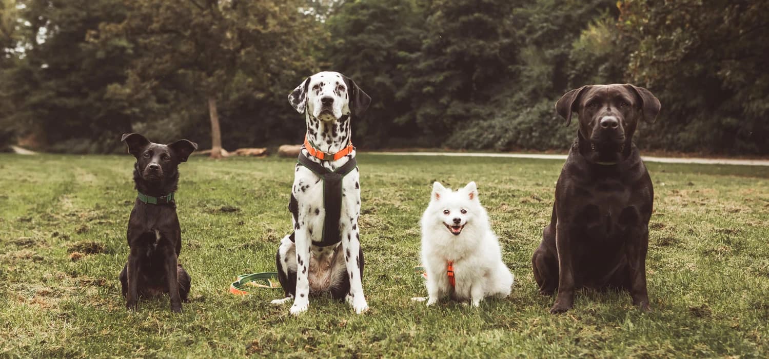 Das Team der Therapiehunde bei der Ergotherapie Kim Kreuter in Gelsenkirchen auf einer Wiese