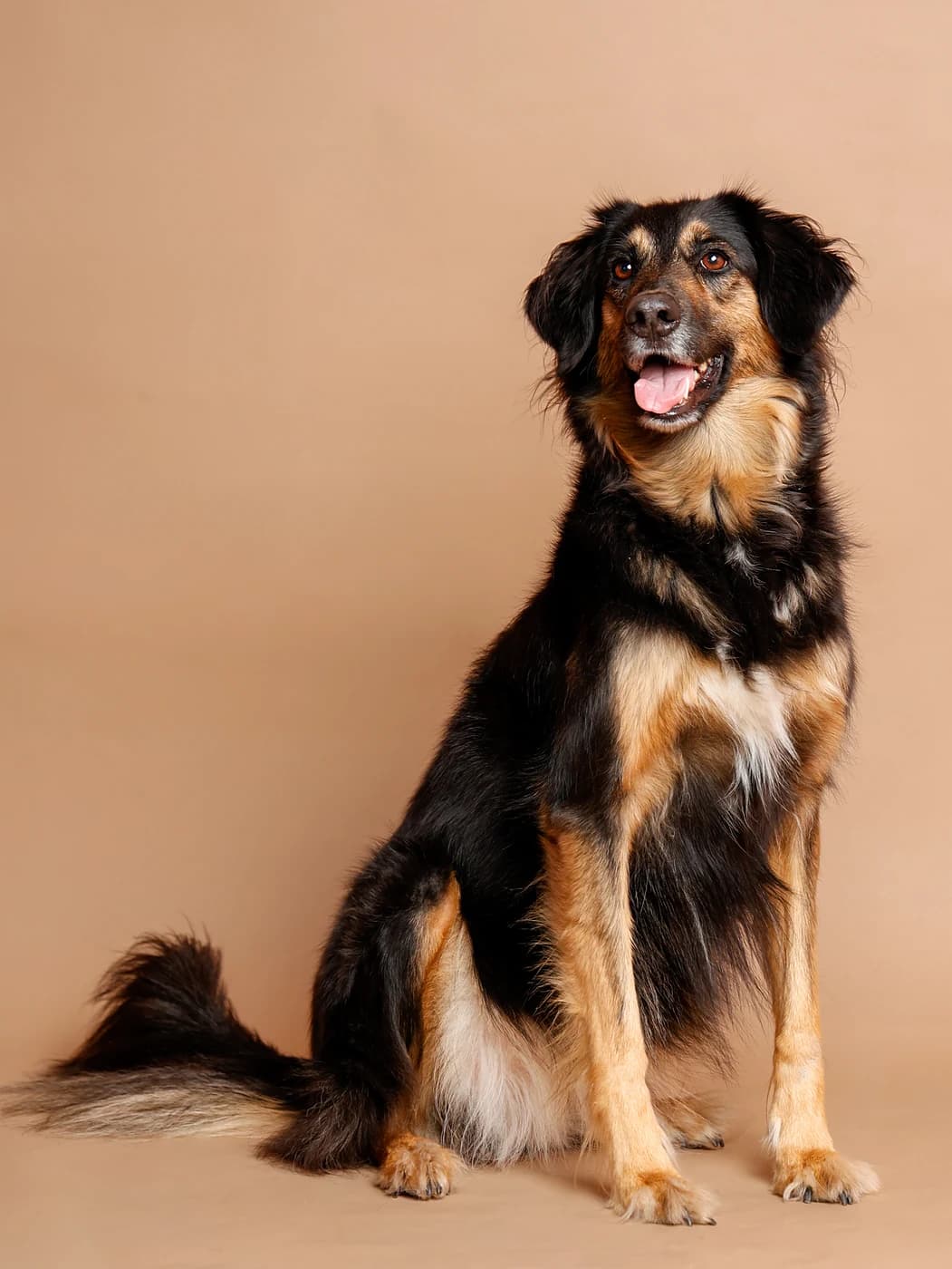 Therapiehund Khaleesi - Ergotherapie Kim Kreuter